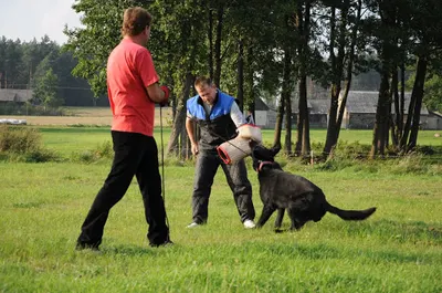 Aport - szkolenie i motywacja psów Bialystok
